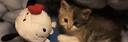 Discovery splash banner for ₍ˆ. .ˆ₎  catcore ; active chats & vcs, guild tags ! Discord server