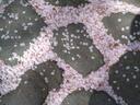 Discovery splash banner for ৎ asulα 🤍🌸 chat ˚˖𓍢 guilds.icon.gaming.anime.mudae Discord server