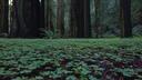Discovery splash banner for Humboldt County Discord server