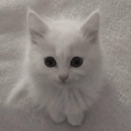 Discovery icon for freezing ΰ¨ΰ§ | social β’ stox β’ chill Discord server